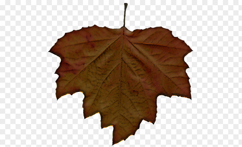 Deciduous Grape Leaves Maple Leaf PNG