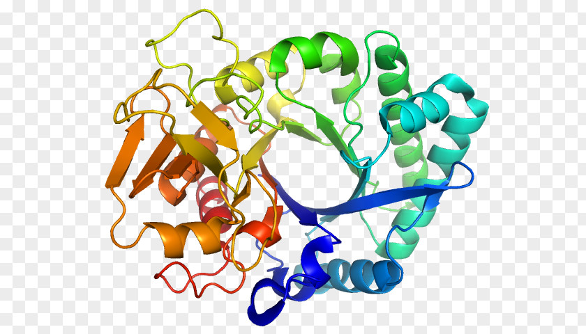 Denatured Protein Folding Beta Sheet Alpha Helix PNG