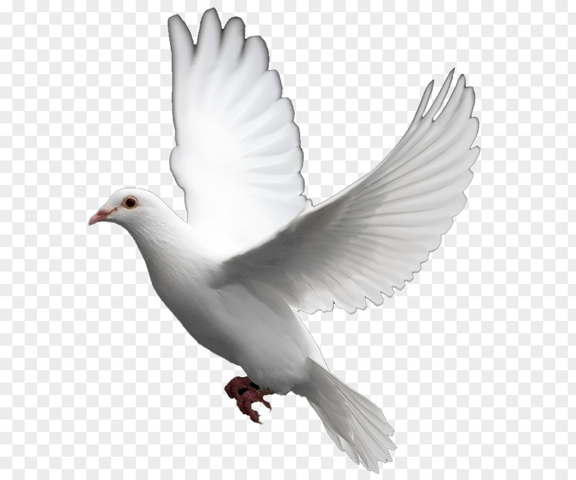 Dove Domestic Pigeon Columbidae Bird Clip Art PNG