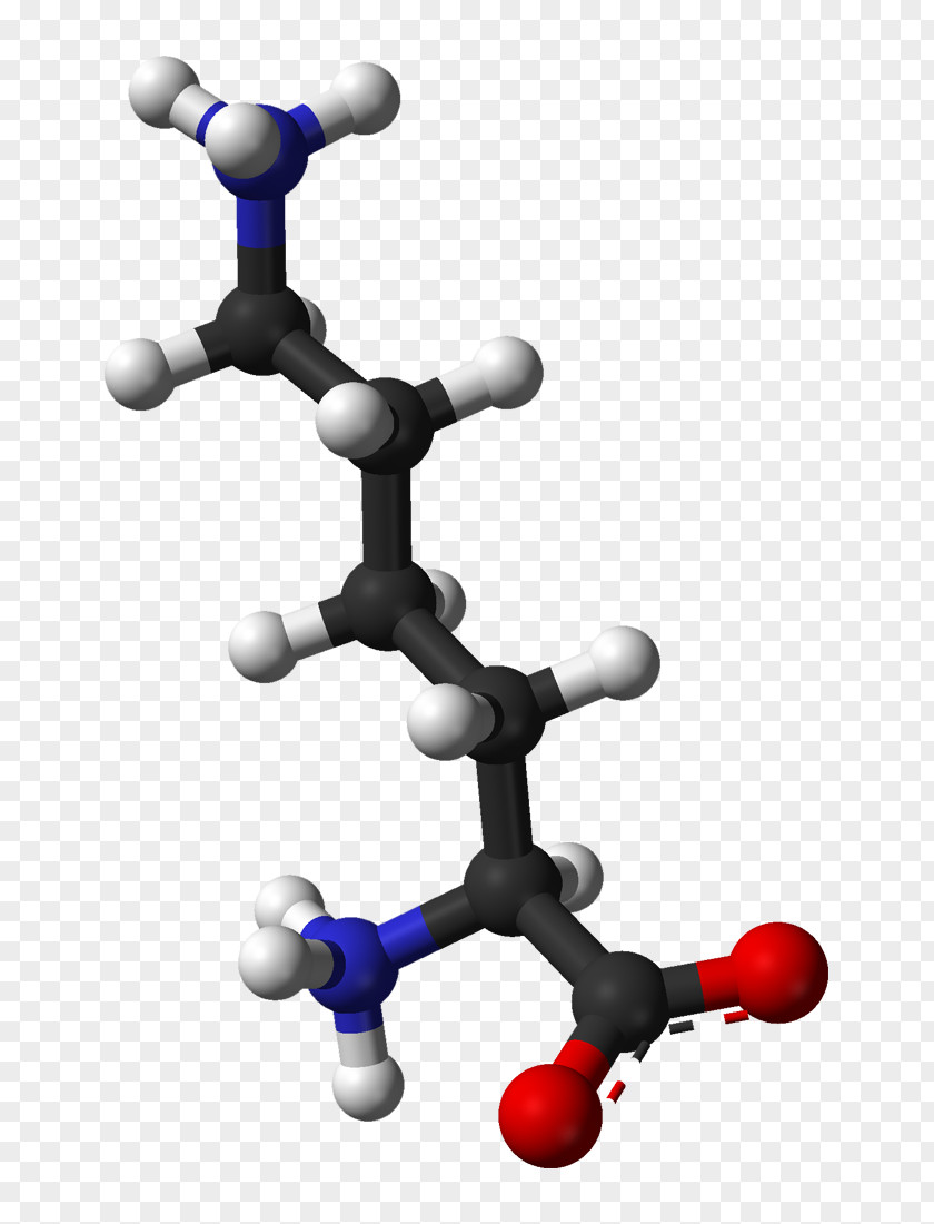Lysine Essential Amino Acid Genetic Code Protein PNG