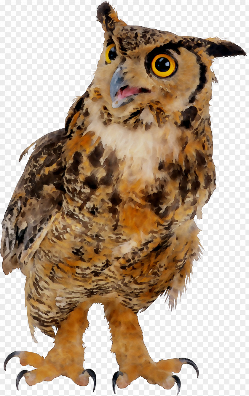 Owl Beak Fauna Feather Animal PNG