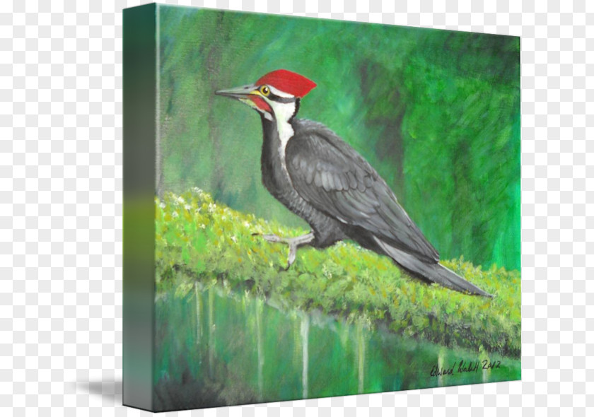 Painting Woodpecker Fauna Beak PNG