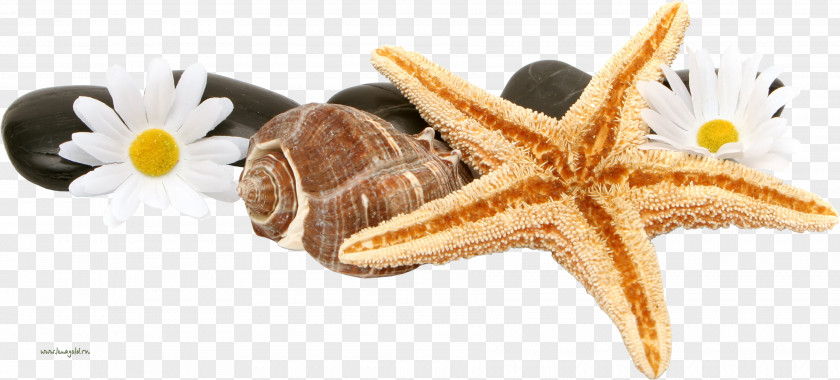 Seashell Starfish Clip Art PNG