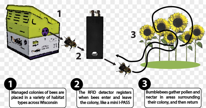 Bee Bumblebee Diagram Radio PNG