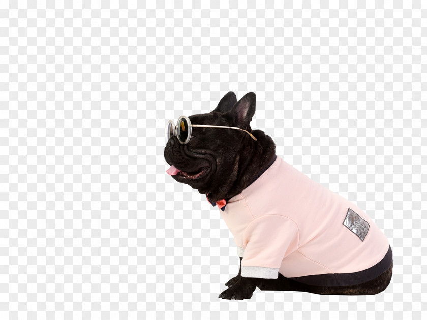 Bespectacled Fashion Pet Dog French Bulldog Breed Puppy PNG