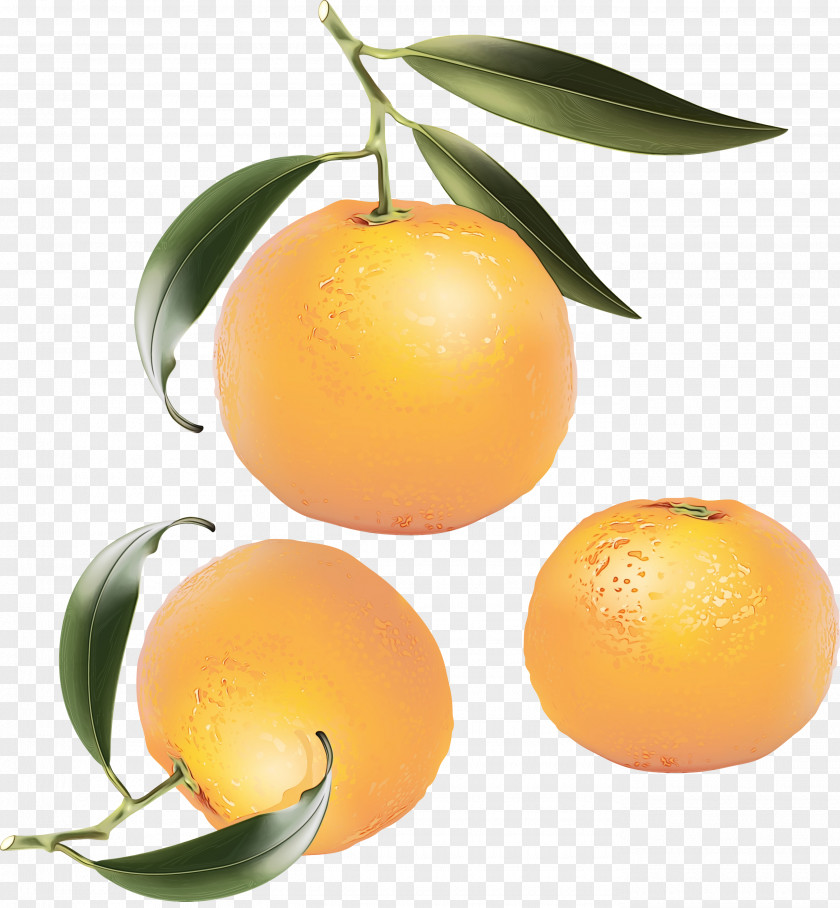 Citric Acid Meyer Lemon Tree PNG