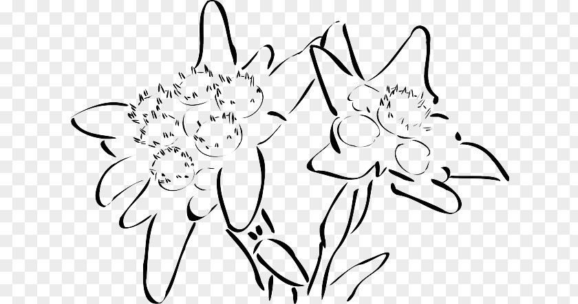 Drawing Edelweiss Clip Art PNG