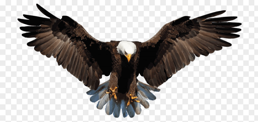 Eagle Bald Image White-tailed PNG