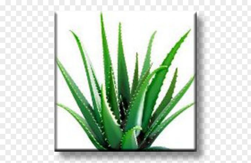 Health Aloe Vera Dietary Supplement Forever Living Products Skin PNG