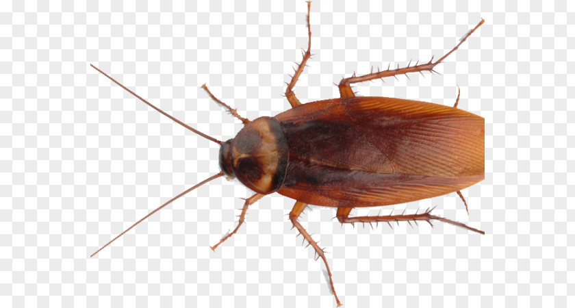 Mosquito Spray Cockroach Insect Pest Control Roach Bait PNG