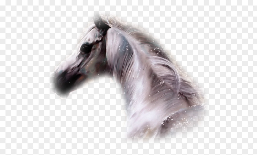 Mustang Arabian Horse Thoroughbred Blog PNG