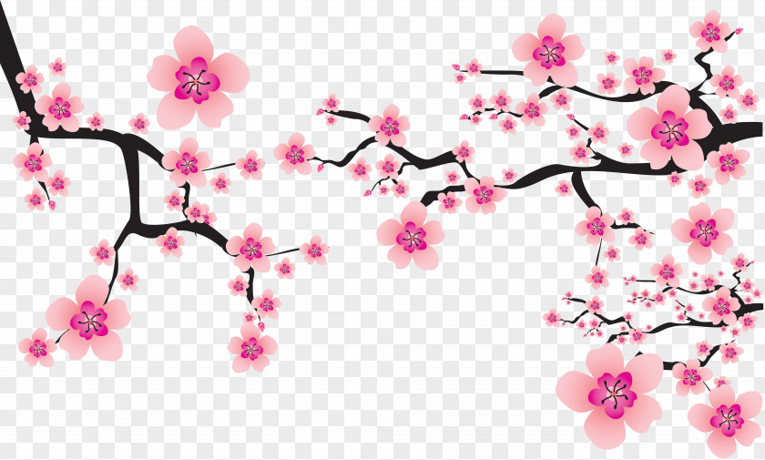 Sakura Cherry Blossom Cerasus Clip Art PNG