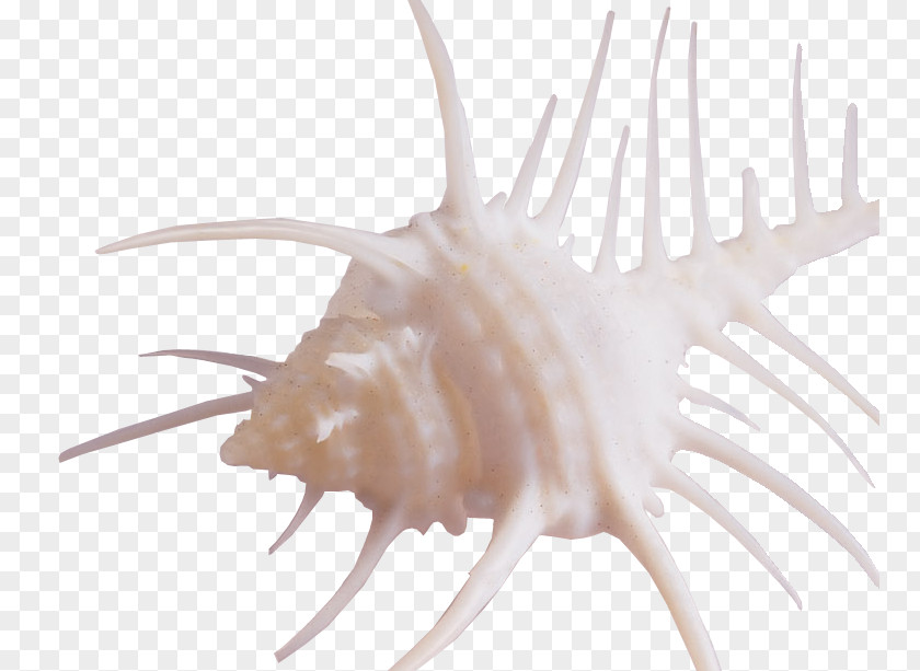 Tentacles Conch Seashell Butterfly Antenna PNG