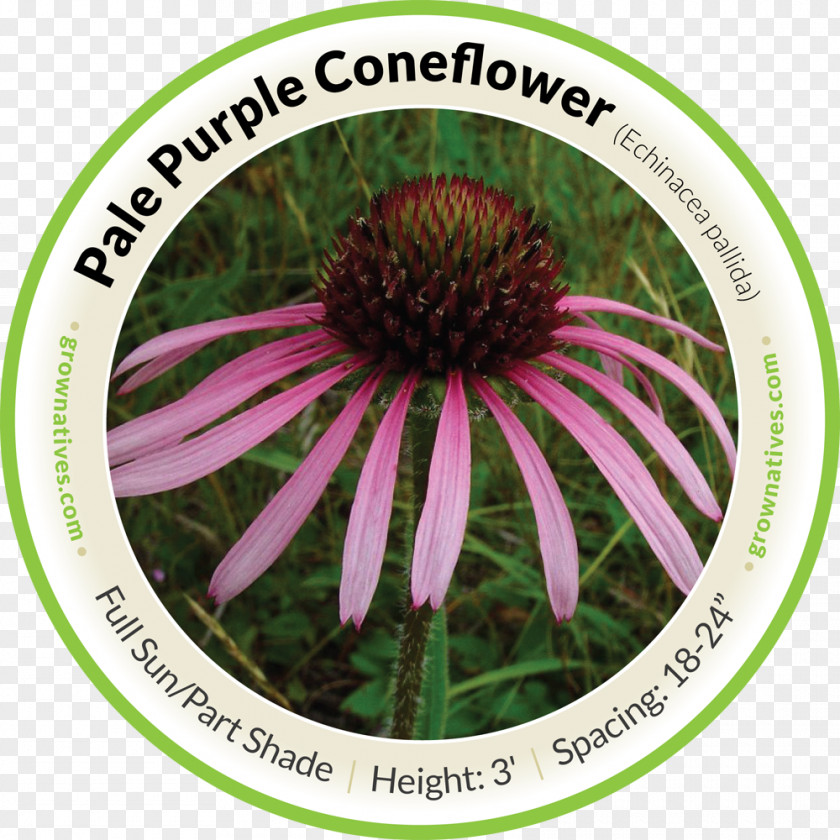 Flower Pale Purple Coneflower Tennessee Sporobolus Wildflower PNG