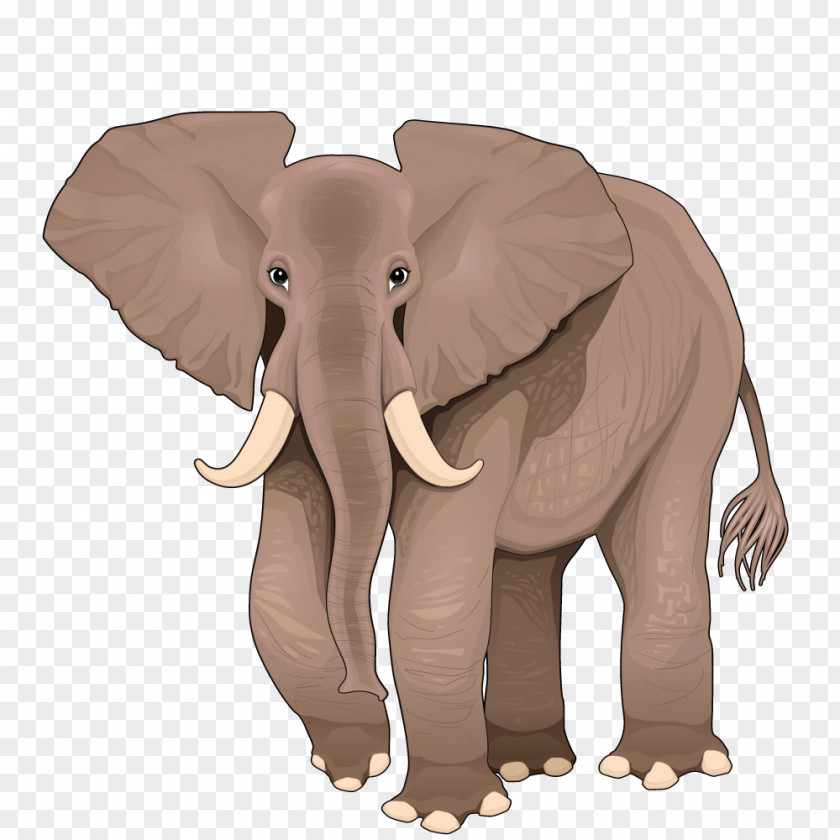 Vector Elephant African Cartoon Illustration PNG
