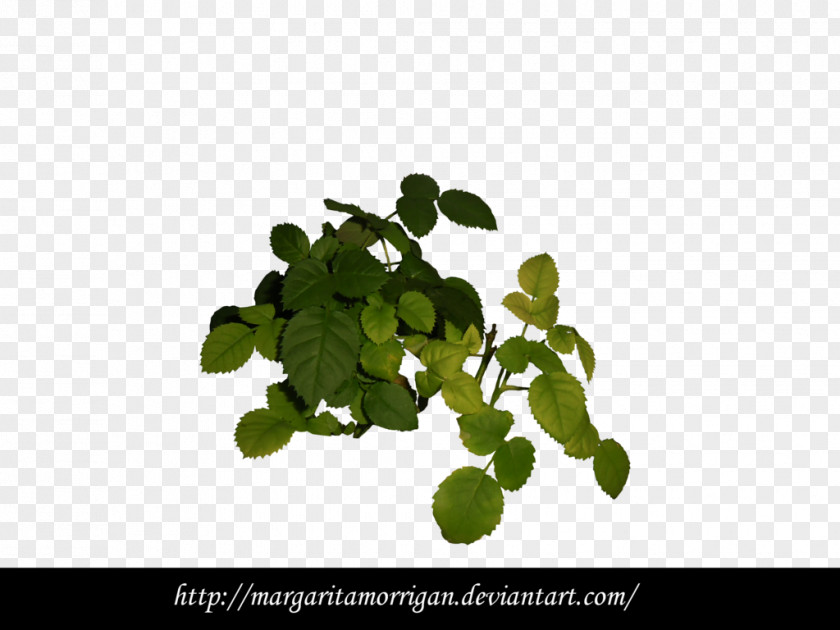 Wcw DeviantArt Plant Vine Tree PNG