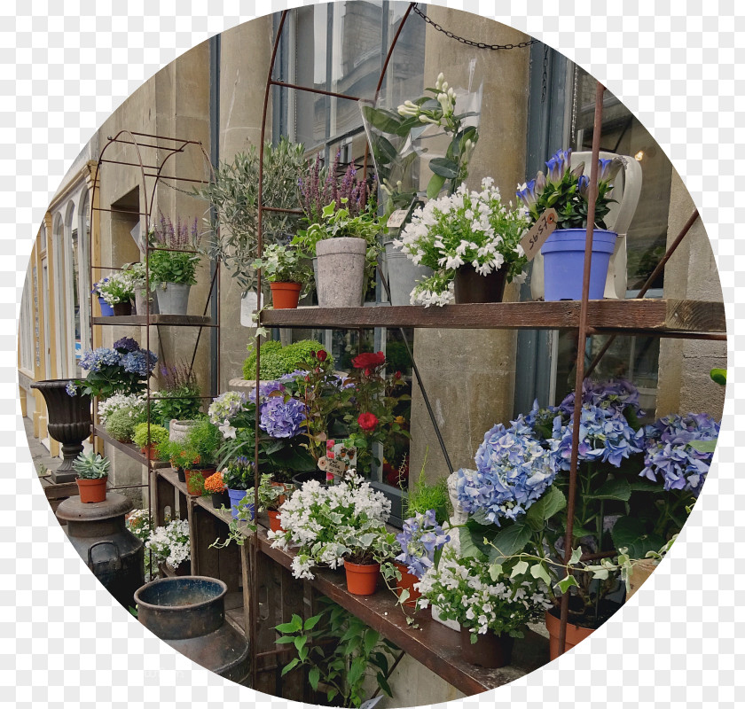 Window Floral Design Flowerpot Flowering Plant Houseplant PNG