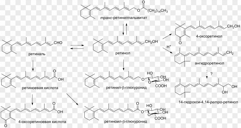 4 July Vitamin A Retinoid Metabolism Document PNG