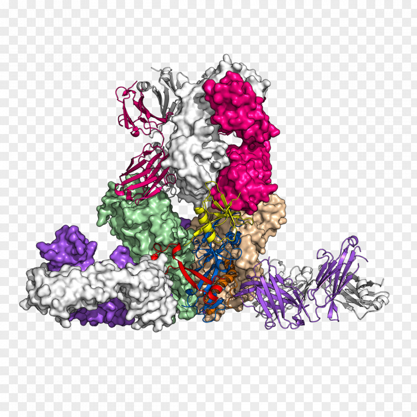 Biomedicine Antibody Glycoprotein Ebola Virus Disease PNG