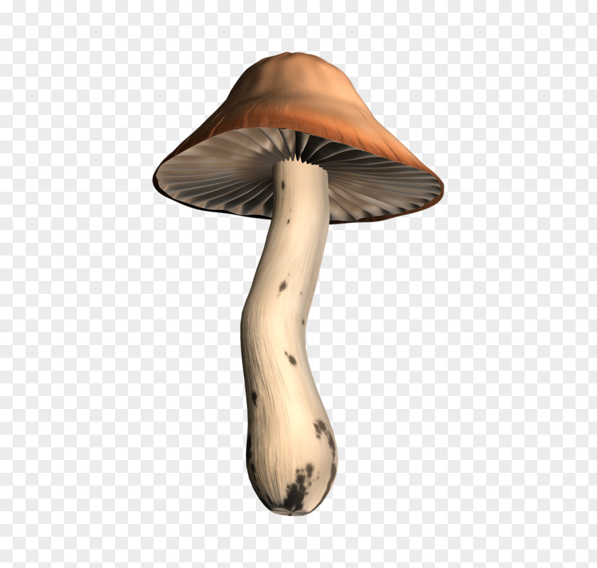 Coffee Color Hand-painted Large Mushroom Cafe PNG