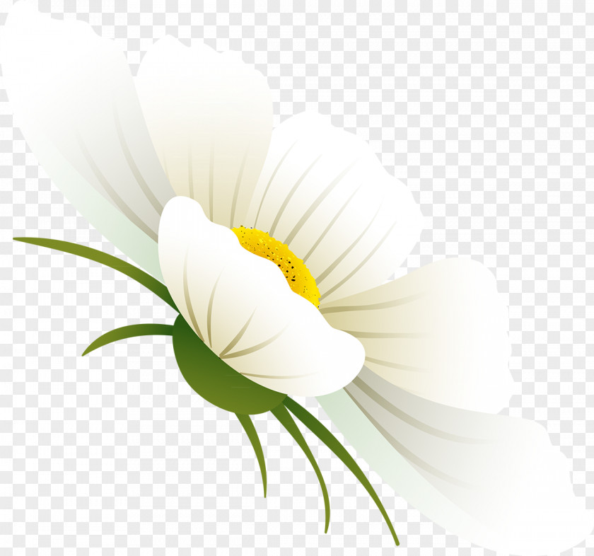 Cosmos Flower Petal Desktop Wallpaper Plant Stem PNG
