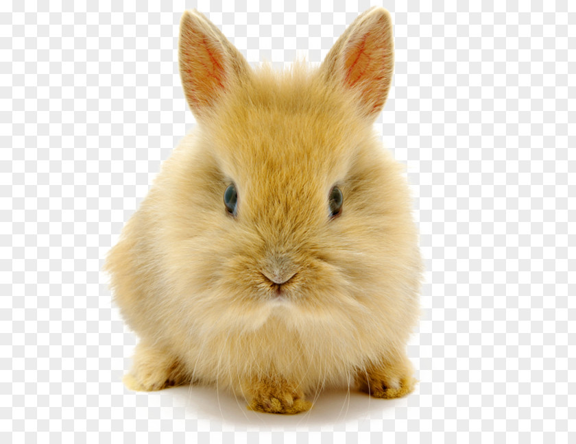 Cute Dwarf Rabbit High-definition Video Image Resolution Wallpaper PNG