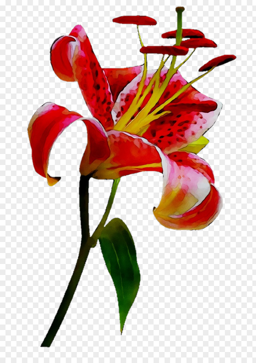 Floral Design Cut Flowers Alstroemeriaceae Plant Stem PNG