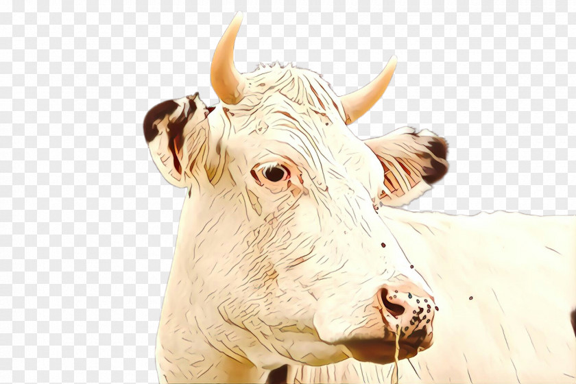 Horn Bovine Head Snout Dairy Cow PNG