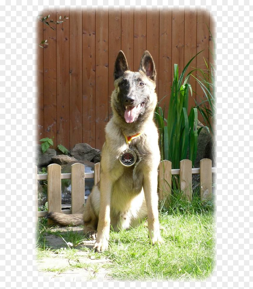 Malinois Dog Breed Siberian Husky East Laika West Tamaskan PNG