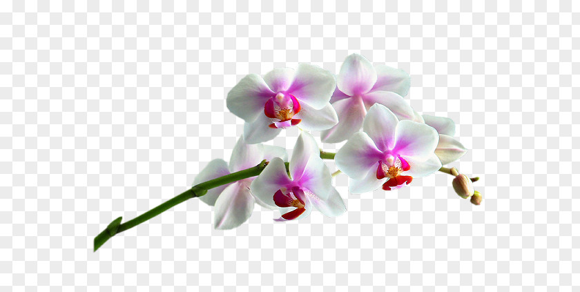 Orchidea Moth Orchids Cut Flowers Plant PNG
