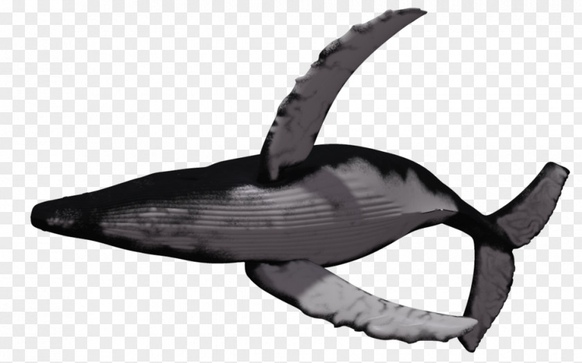 Whale Humpback Killer Clip Art PNG