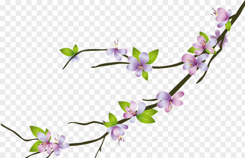 Cherry Blossom PNG