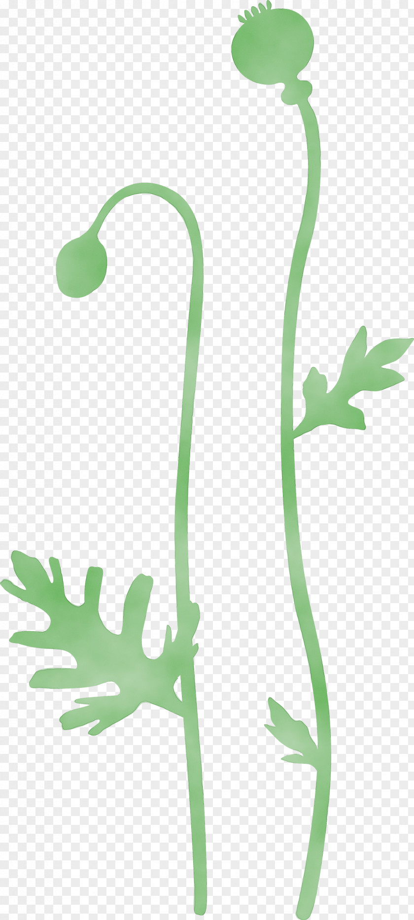 Plant Stem Flower Pedicel Vascular PNG