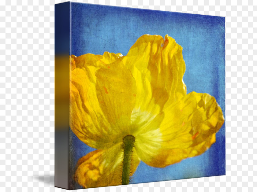 Yellow Poppies Still Life Photography PNG