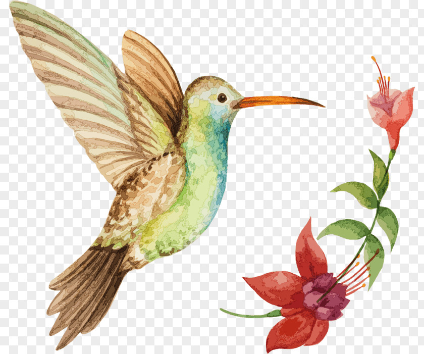 Avianca Ornament Hummingbird Illustration Stock Photography Vector Graphics PNG