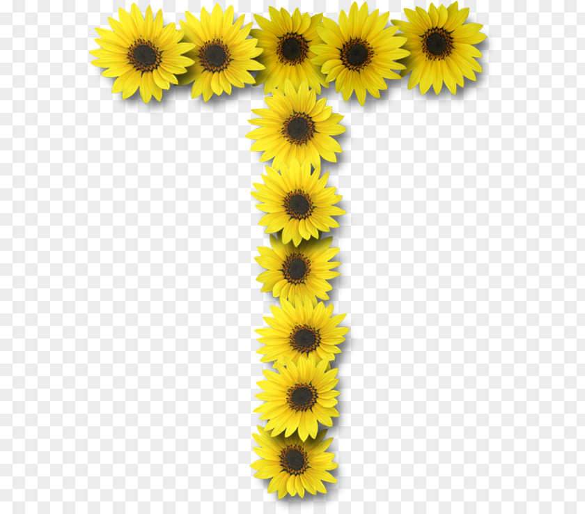 Flower Common Sunflower Letter Case Alphabet PNG