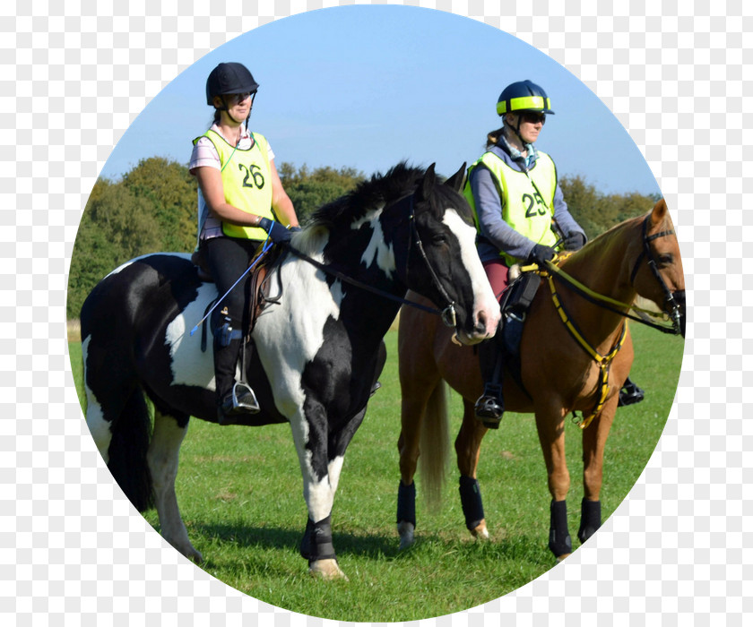 Horse Eventing Equestrian Mare Rein PNG