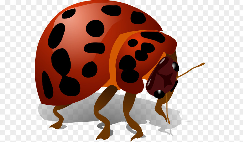 Ladybug Cartoon Beetle Clip Art PNG