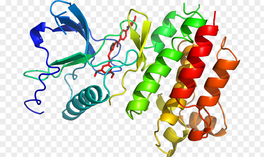 P24 Capsid Protein Clip Art Vegetable Organism Line Leptin PNG