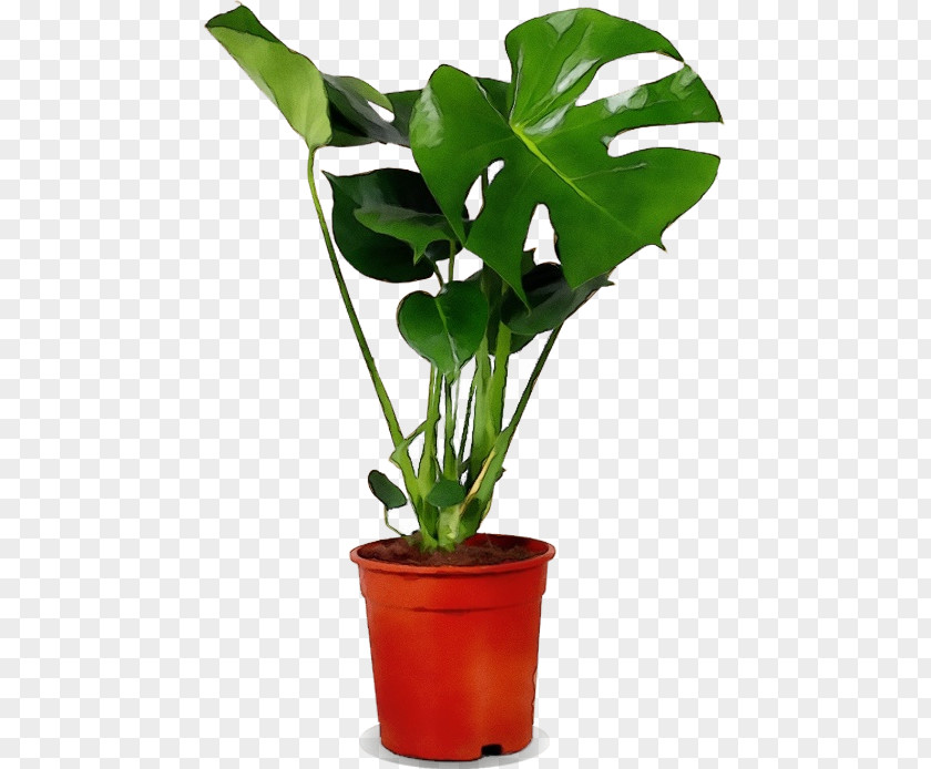 Arum Monstera Deliciosa Family Tree Background PNG