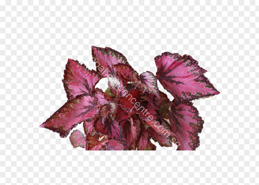 Begonia Coccinea Painted-leaf Sunlight Noah Garden Centre Soil PNG