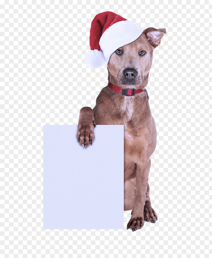 Dog Santa Hat Christmas PNG