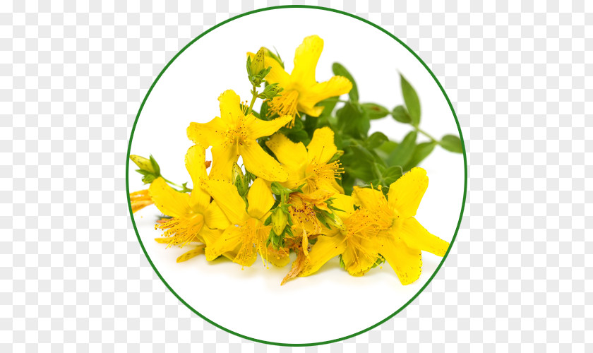 Perforate St John's-wort Herb Extract Dietary Supplement Stock Photography PNG