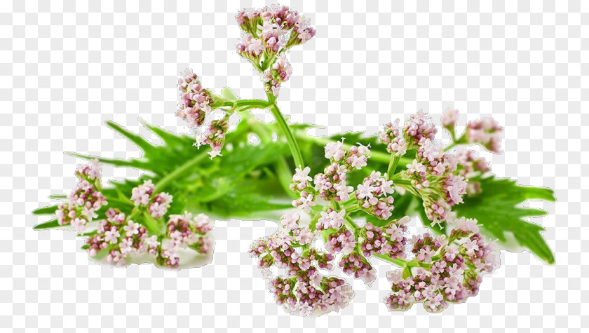 Plant Valerian Root Perennial Tincture PNG