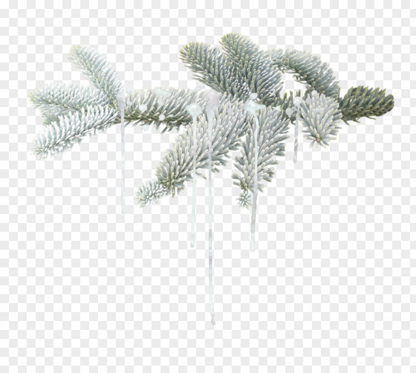 Winter Fir Tree Christmas PNG