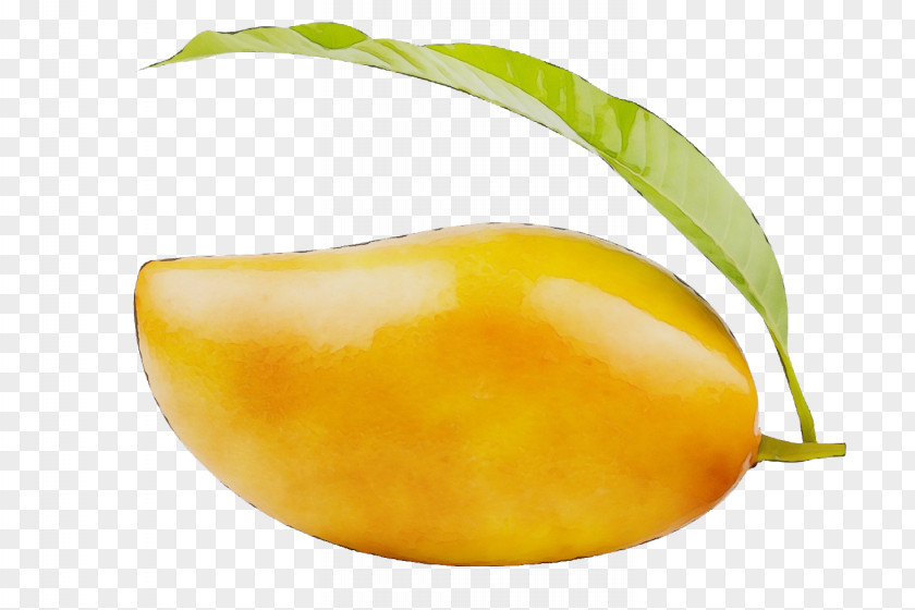 Yellow Plum Lemon Watercolor Natural PNG