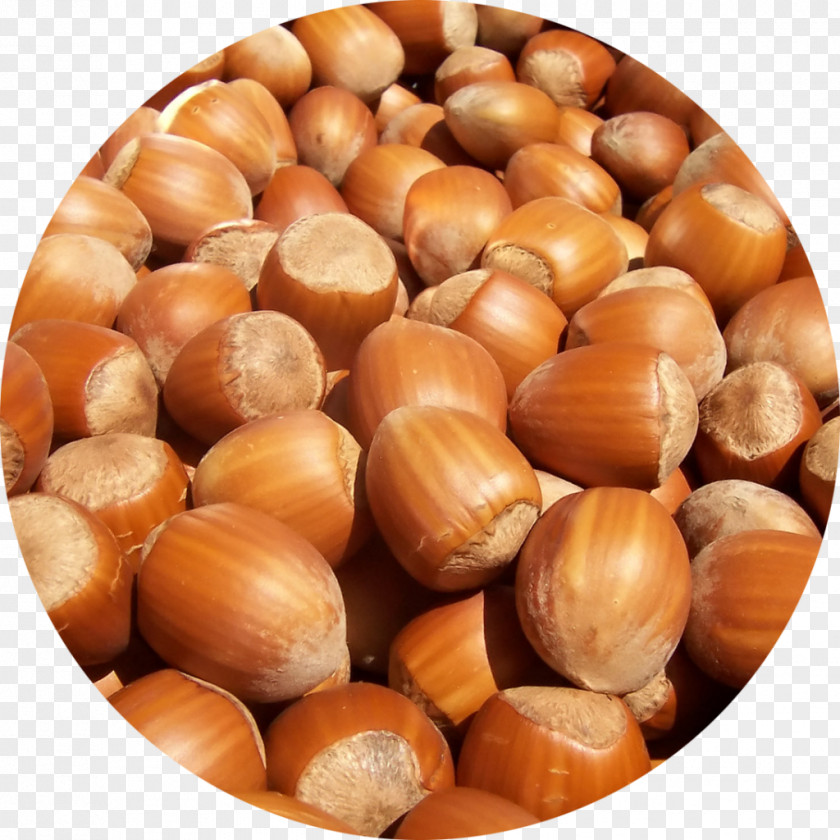 Dry Fruit Hazelnut Brazil Nut Tree Food PNG