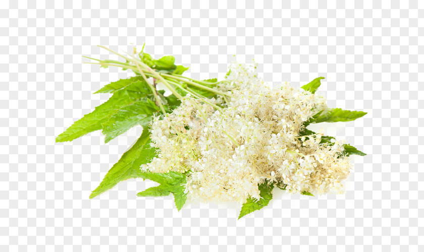 Health Meadowsweet Herb Royalty-free Medicine Image PNG