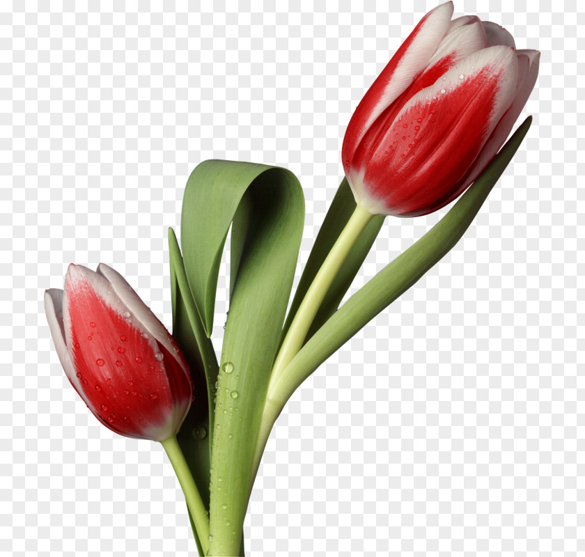 Nq Tulip Cut Flowers Animaatio Petal PNG
