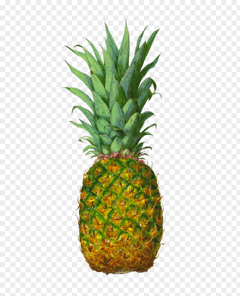 Pineapple Juice Tropical Fruit PNG